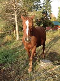 Imprimer gratuitement au format a4. Cheval Vikidia L Encyclopedie Des 8 13 Ans