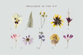 And there are a surprising number of flowers you can use in soap making you will find that we carry a large range of natural additives perfect for inclusion in melt and pour soaps. Pressed Dry Flowers Herbs Vol 2 In Design Elements On Yellow Images Creative Store