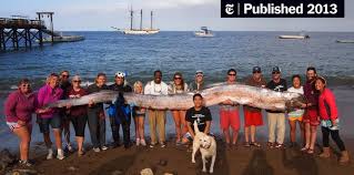 Catalina island (whose official, but rarely used, name is santa catalina island) is one of a group of islands in california, lying off the southern coast of the state. California A Rare Fish Surfaces The New York Times