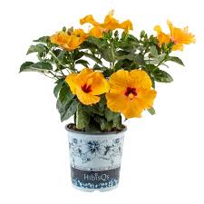 Image result for Hibiscus seineri