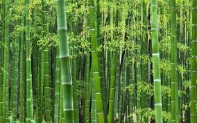 So the idea behind making reel toilet paper out of bamboo is that it cuts down on the massive deforestation that is happening all over the world. 4 Benefits Of Using Bathroom Tissue Made From Bamboo Wholeroll Around The Globe