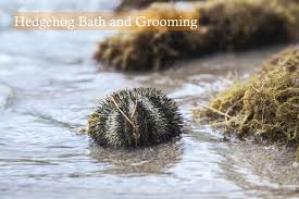 Hedgehog baths don't have to be a struggle. Hedgehog Bath Do They Need Grooming Hedgehog Care 101
