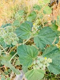 Image result for Chrozophora