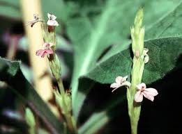 Image result for Alectra vogelii