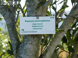 Image result for Rapanea melanophloeos