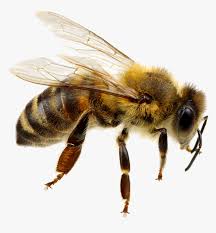 Once full, bee nests and beehives provide two harvestable products: Bee Png Background Transparent Background Bee Png Png Download Kindpng