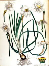 Poet S Narcissus Narcissus Poeticus
