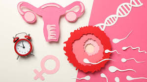 Image result for Female Infertility