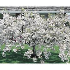 Plant next to a small picnic bench and table to create a wonderful relaxed focal point in your outdoor space. Flowering Tree Cherry Trees At Lowes Com