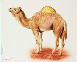 More than a year into the pandemic, deaths in brazil are now at their peak. How Many Humps Does A Newborn Camel Have Quora