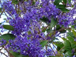 It is an attractive specimen for your fence in any florida garden. University Of Florida Ifas Charlotte County Extension The Queen S Wreath An Appropriate Name