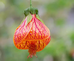 Image result for Abutilon lauraster