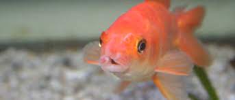 Freshwater Aquarium Fish Diseases Symptoms Remedies