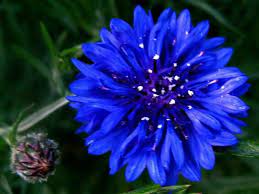 Germany S National Flower Is The Corn Flower Bachelor Button Flowers Flowers Button Flowers
