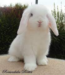 Mini Lop This One Is So Cute Almost Looks Like A Little White Lamb Farm Animal Toys Cute Baby Animals Mini Lop