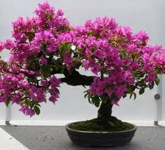 Ciri utama dari tanaman ini yaitu memiliki bentuk daun menyerupai hati atau jantung. Tanaman Obat Yang Dimanfaatkan Bunganya Pecinta Toga Silahkan Masuk