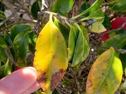 What S Wrong With My Camellia