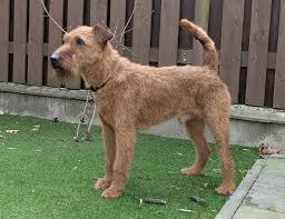 Image result for irský teriér