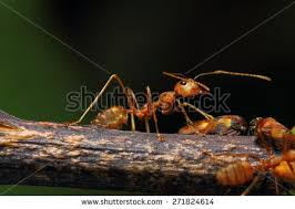 Image result for Why Worker Ants Huddle Close Together With Soldier Ant In Corner Of Plastic Envelope?
