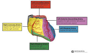 Apex of heart / apexes of heart. Vasculature Of The Heart Teachmeanatomy