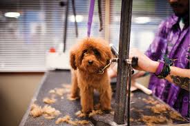 We aim at giving you and your furry (or not so furry) friend, the best possible. Services That Set You Apart Garden Center Magazine