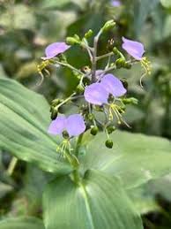 Image result for Aneilema umbrosum