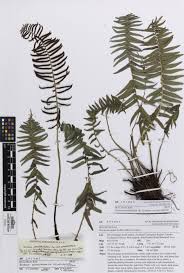 Image result for Blechnum punctulatum