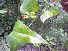 Image result for Smilacaceae