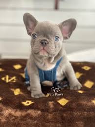 Our puppies are only meant to be pets for others to share love and enjoy life with. Soho Most Desired Lilac French Bulldog Puppy Tiny Paws