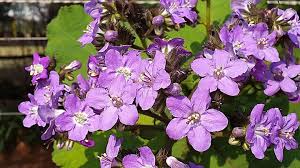 Image result for Wigandia