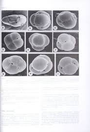 Image result for Stomatostemma monteiroae