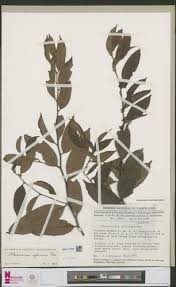 Image result for Chaetocarpus