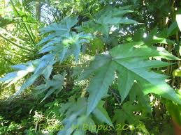 Image result for Obetia tenax