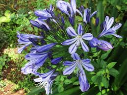 Image result for Agapanthus codii