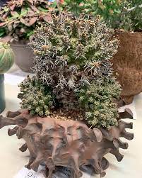 I can usually tell when i get home and look at all the pictures i took to see where i was most focused. Gates Cactus Succulent Society Posts Facebook