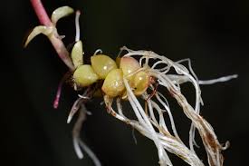 Image result for Epilobium stereophyllum