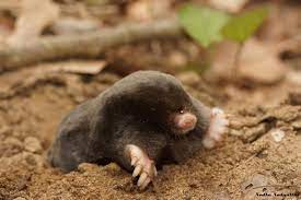 The people produce guava jellies and candies, and that delightful fragrance is everywhere. Species New To Science Mammalogy 2018 Talpa Martinorum News From The Balkan Refugium Thrace Has An Endemic Mole Species Mammalia Talpidae
