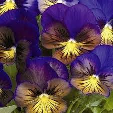 See more ideas about flower beds, plants, perennials. Pansy Blueberry Thrill Seeds Cool Climate Flowers Seed Pansies Flowers Flower Seeds Annual Flowers