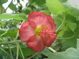 Image result for Abutilon grantii