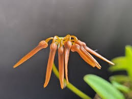 Image result for Bulbophyllum comatum