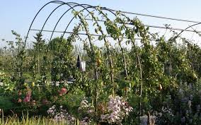 Pollinisation et fécondation chez les arbres fruitiers. Le Palissage Des Arbres Fruitiers La Terre Est Un Jardin