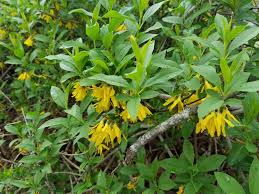 Image result for Thomandersiaceae