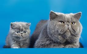 Download Wallpapers British Shorthair Cat Small Gray Kitten Cute Animals Domestic Cats Gray Cat Breeds Of British Cats Besthqwallpapers Com Susse Katzen Kurzhaar Katzen Susseste Haustiere