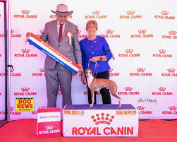 Australian Supreme Champion Oakway Reign Ov Fame Italian Greyhound