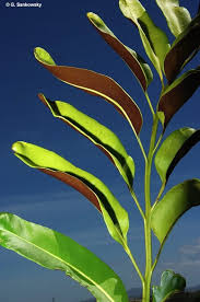 Image result for Acrostichum aureum