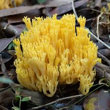 Image result for Ramaria stricta