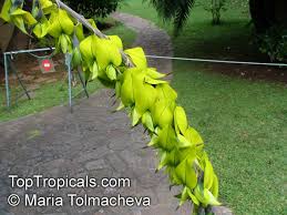 Image result for Crotalaria agatiflora