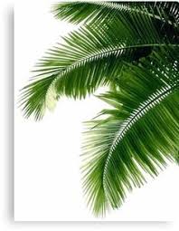 Banana tree, garden, flowers and trees png. 80 Palm Tree Clip Art Ideas Palm Tree Clip Art Clip Art Palm