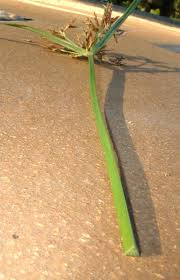 Image result for Cyperus rotundus