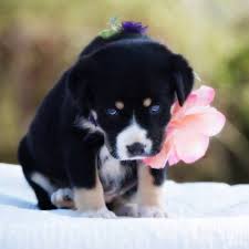 View all of happytail's adorable puppies for sale. Assisting The Hoke Co Animal Shelter In Raeford Nc Home Facebook